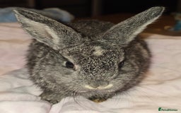 Lionhead rabbits for sale: 3 left lion x cross lop - Image 2