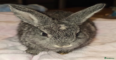 Lionhead rabbits - Advert 1