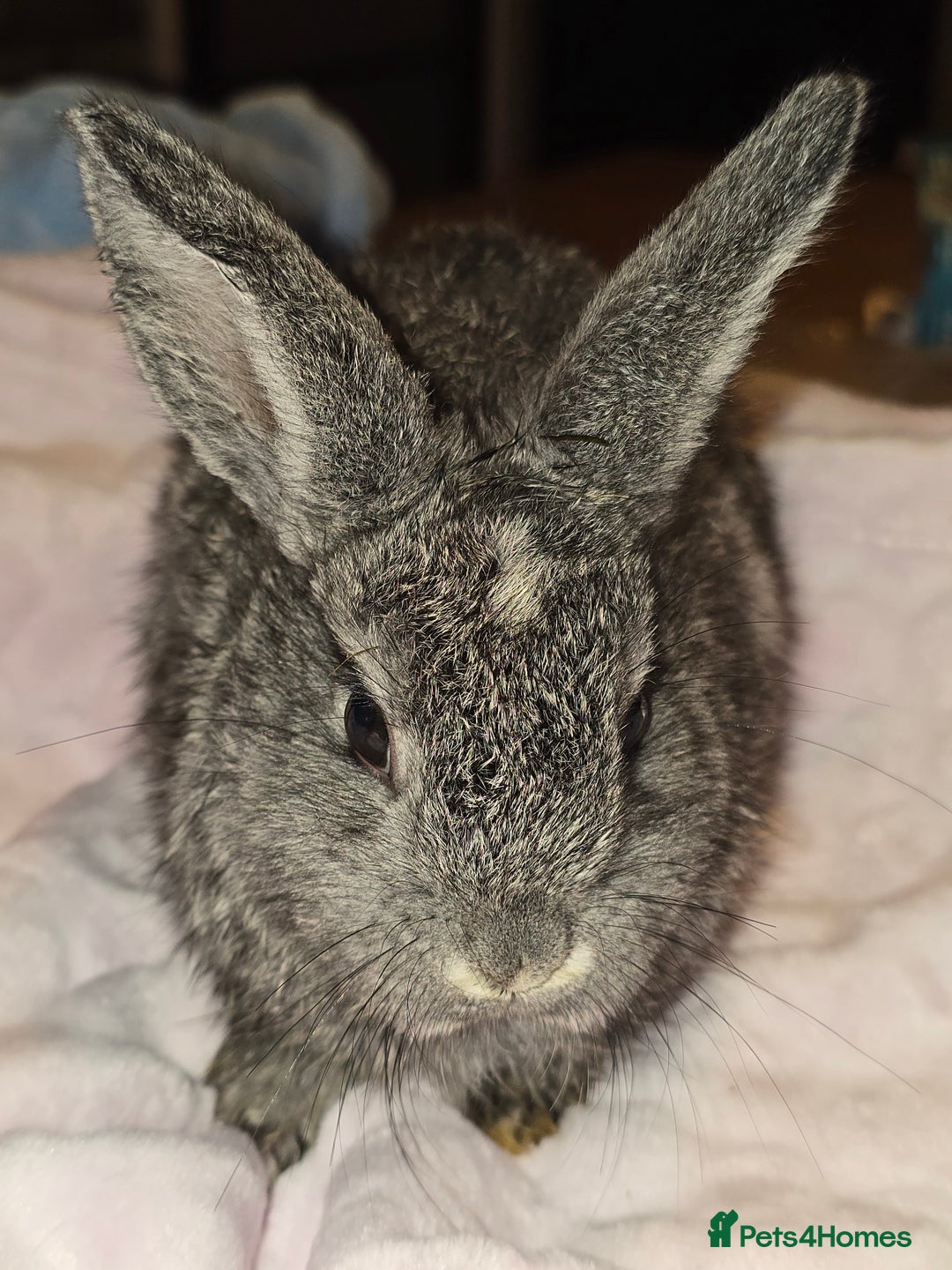 Lionhead rabbits for sale: 3 left lion x cross lop - Image 2