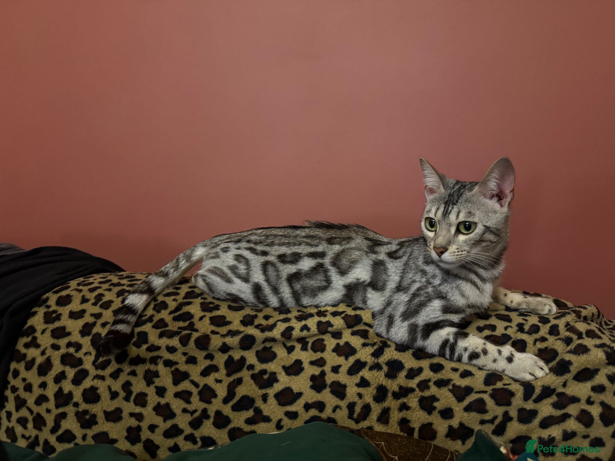 Bengal cats Snow Bengal girl looking for forever home - Advert 1