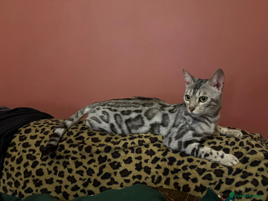 Bengal cats for sale: Snow Bengal girl looking for forever home - Advert 1