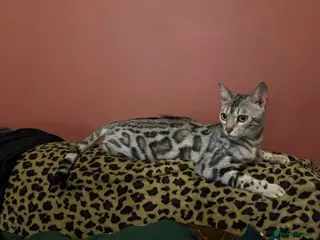 Bengal cats Snow Bengal girl looking for forever home - Advert 1