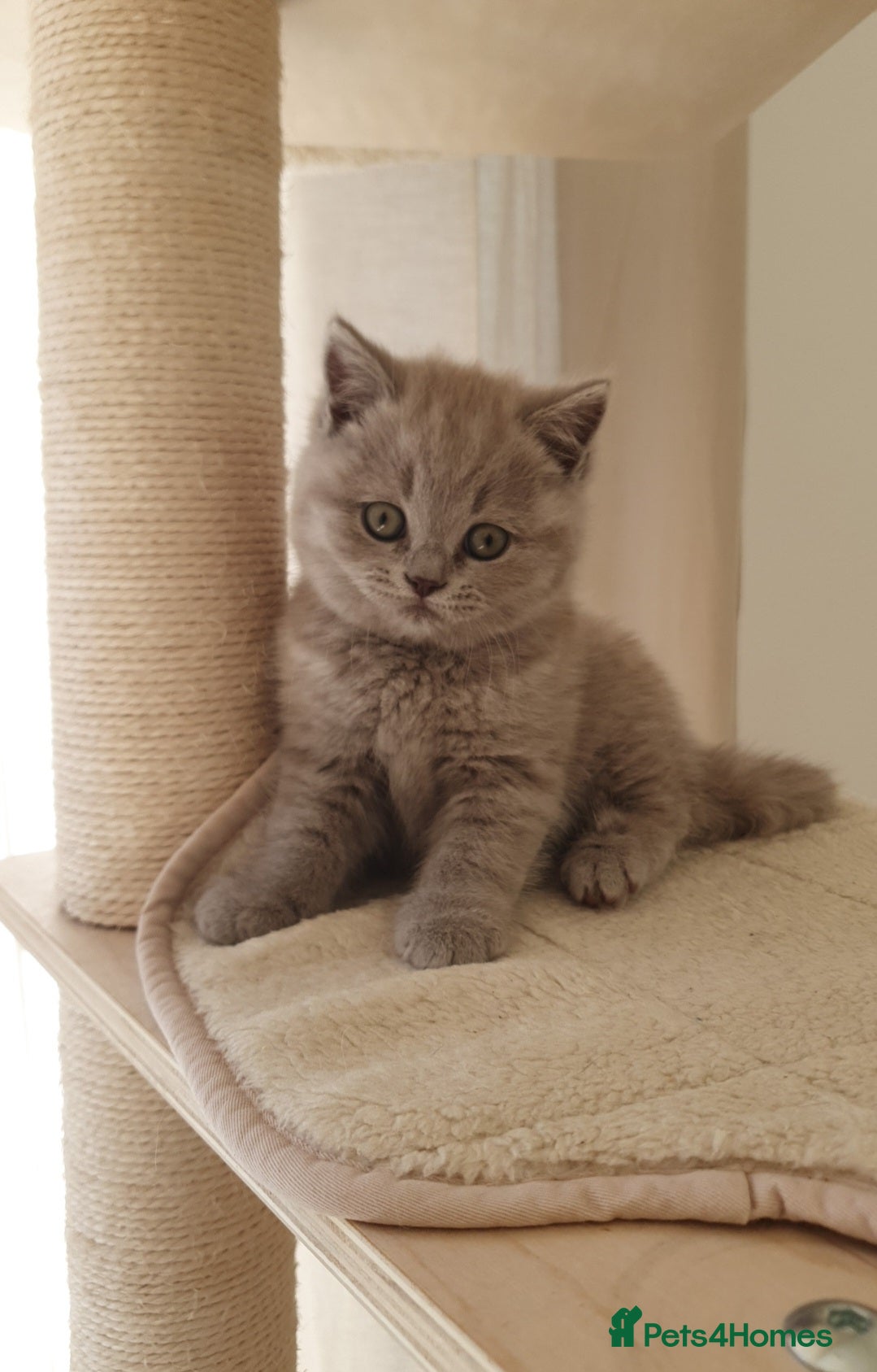 British Shorthair cats BRITISH SHORTHAIR KITTENS PADIGREE BLOODLINE - Advert 2