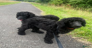 Standard Poodle dogs - Advert 2