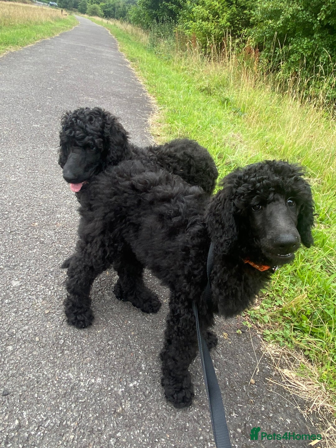 Standard Poodle dogs for sale: Female standard poodle puppies - Image 3