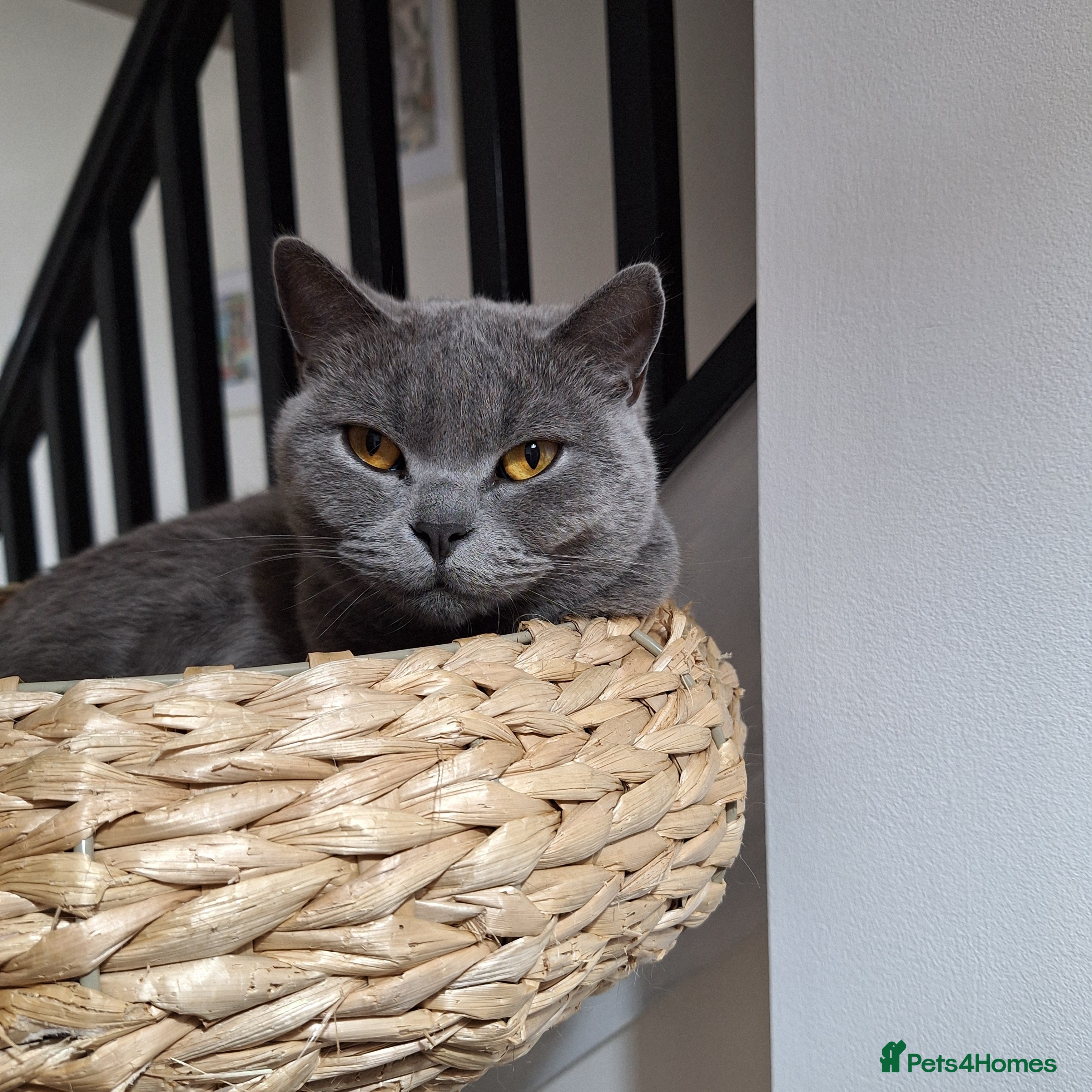 British Shorthair cats 1-2 year old beautiful BSH - Cleo - Advert 1