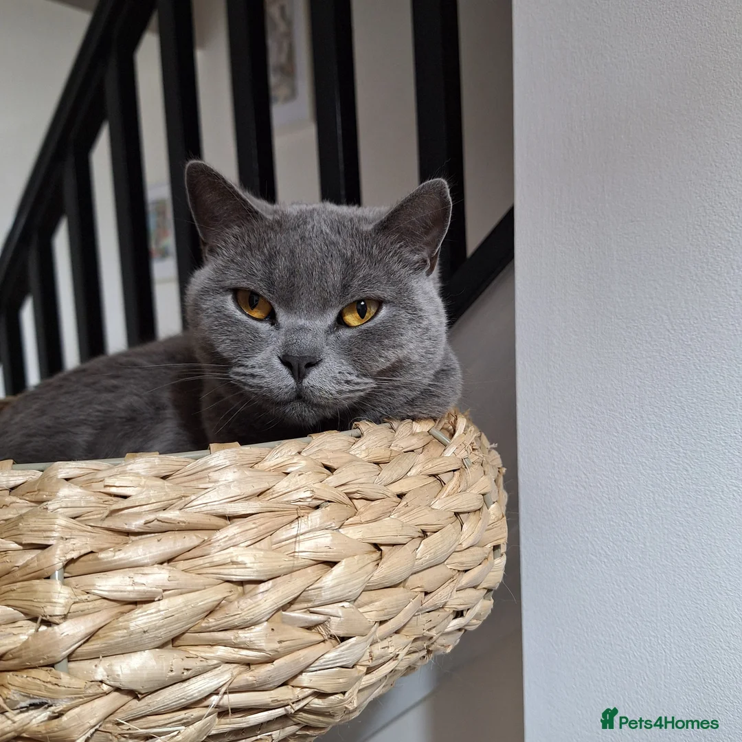 British Shorthair cats for sale: 1-2 year old beautiful BSH - Cleo - Advert 1