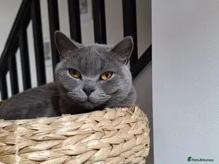 British Shorthair cats 1-2 year old beautiful BSH - Cleo - Advert 4