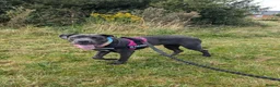 Cane Corso dogs for sale: Reluctantly rehoming my Beautiful Cane Corso - Advert 15