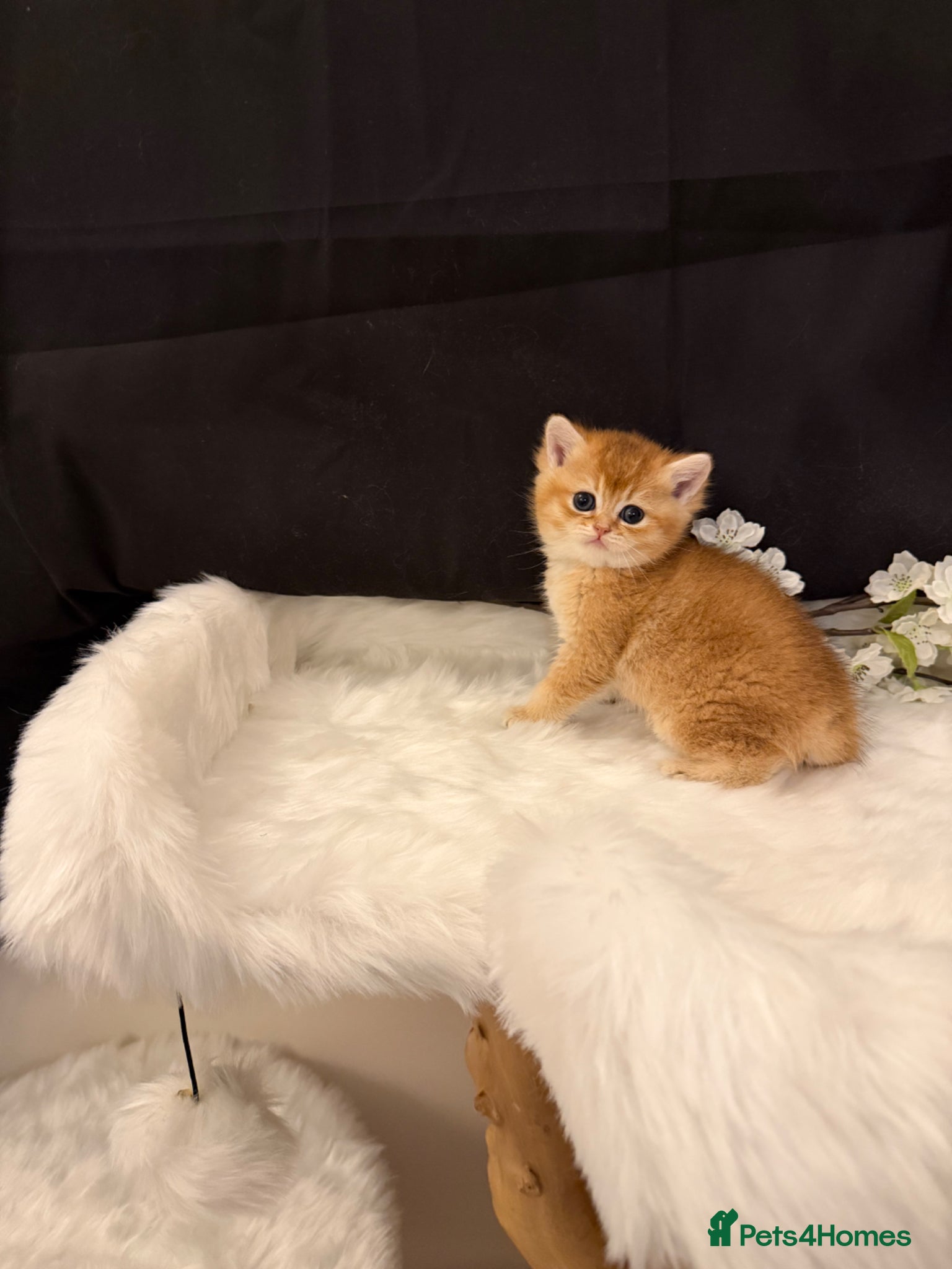 British Shorthair cats Golden & Silver BSH. 100% Pure pedigree Registered - Advert 2
