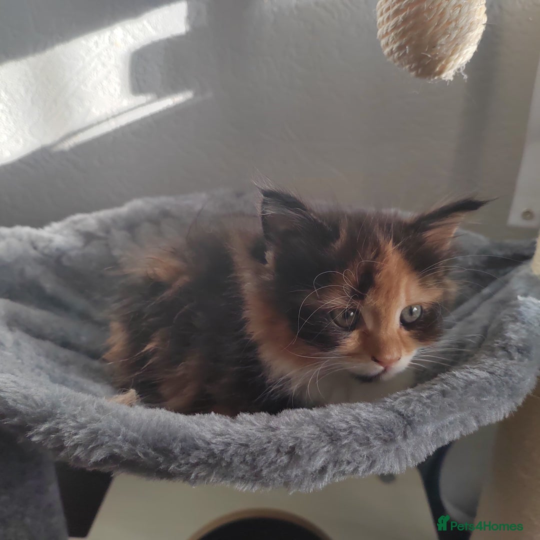 Maine Coon cats for sale: 3/4 Maine coon kittens  - Advert 8