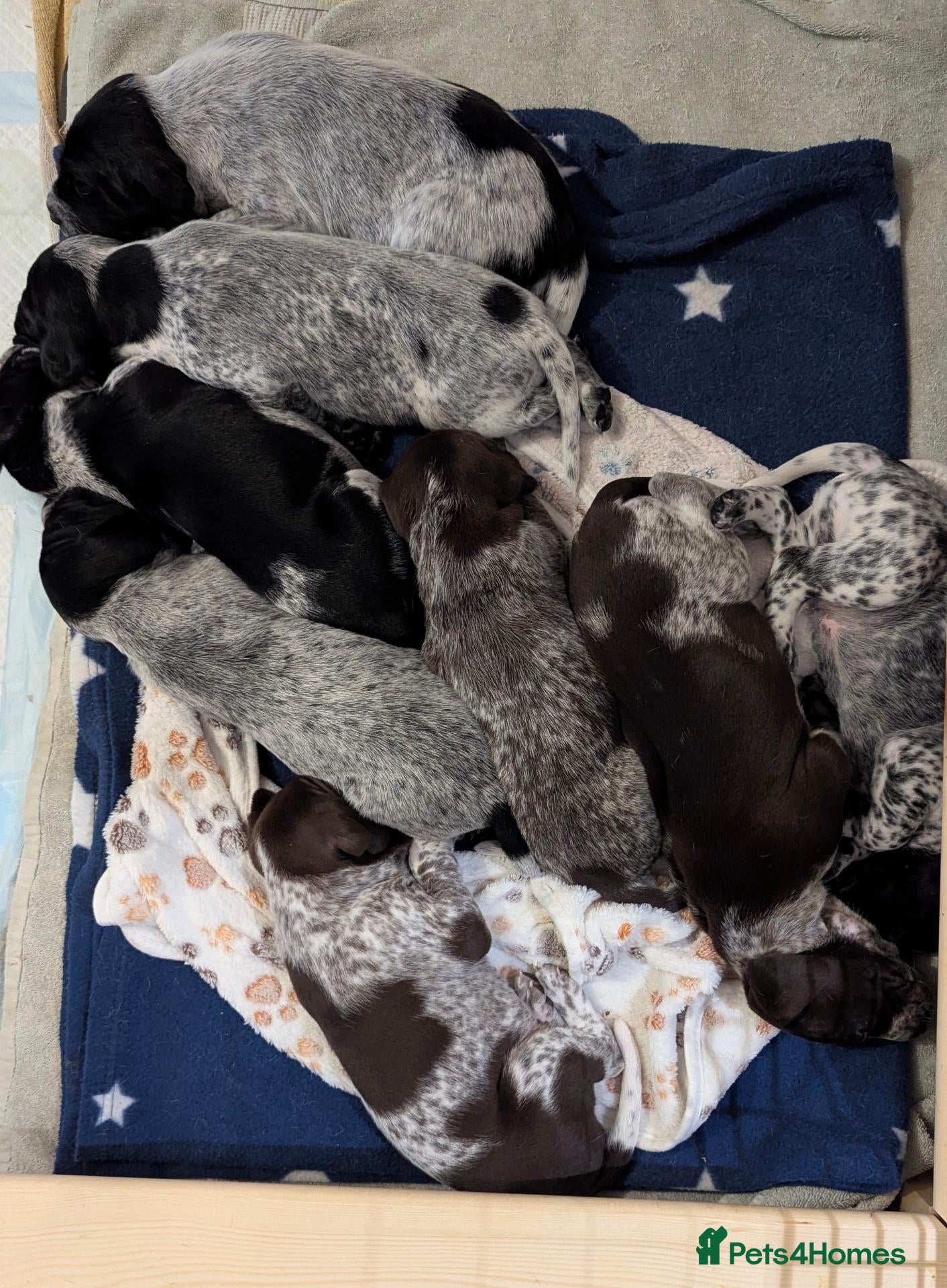 German Shorthaired Pointer dogs Gorgeous Black and Liver ticked GSP puppies - Advert 1