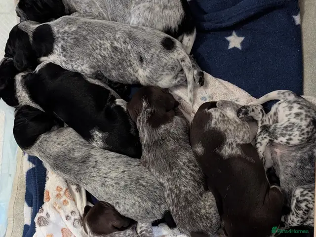 German Shorthaired Pointer dogs Gorgeous Black and Liver ticked GSP puppies - Advert 1