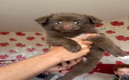 Pomeranian dogs for sale: Beautiful Pomeranian puppy’s 2 girls 1 boy.  - Image 18