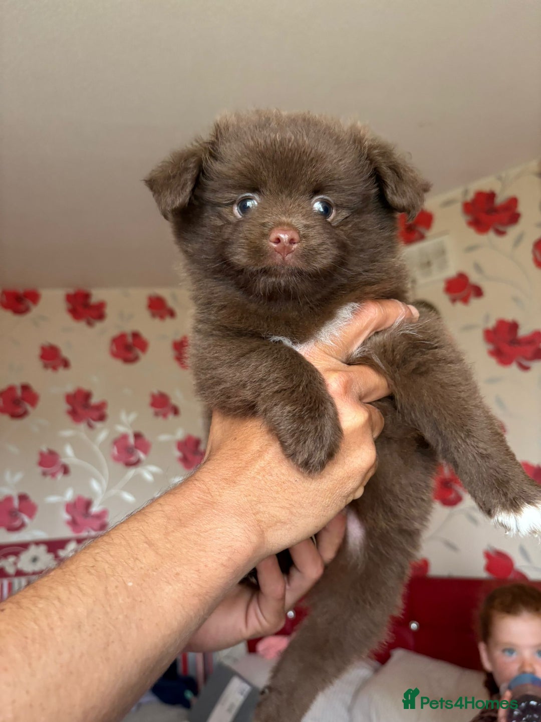 Pomeranian dogs for sale: Beautiful Pomeranian puppy’s 2 girls 1 boy.  - Image 18