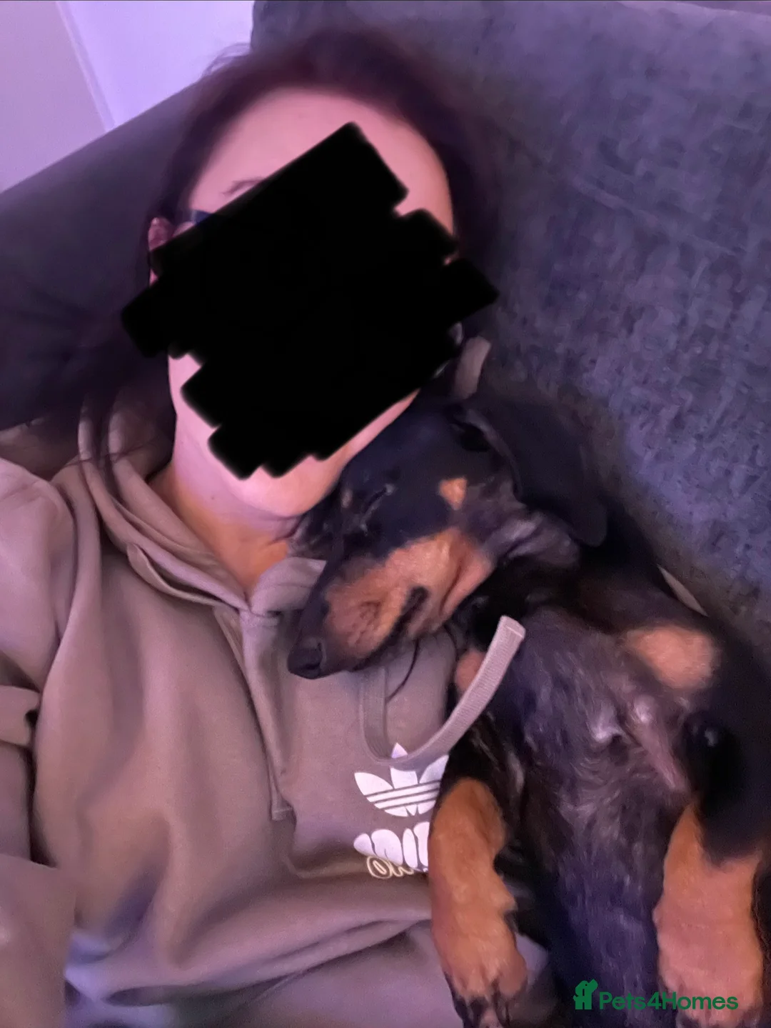 Dachshund dogs for sale: Earnie the 1 year old miniature dachshund - Advert 1