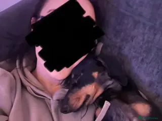 Dachshund dogs Earnie the 1 year old miniature dachshund - Advert 1