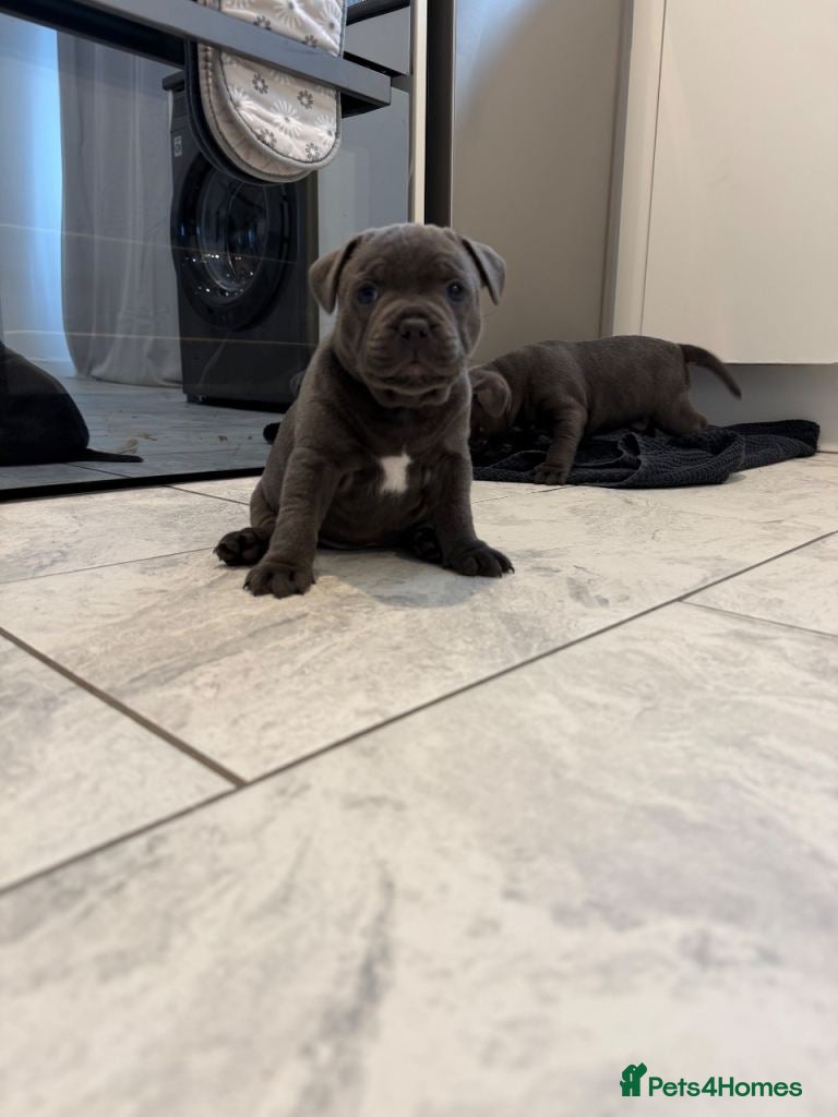 Mixed Breed dogs Beautiful Blue Staffordshire Bull Terriers 🐾  - Advert 10