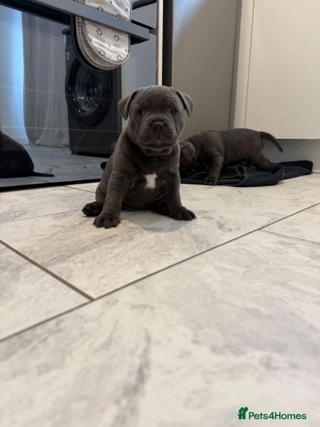 Mixed Breed dogs for sale: Beautiful Blue Staffordshire Bull Terriers 🐾  - Advert 1