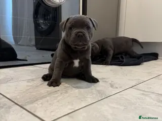 Mixed Breed dogs Beautiful Blue Staffordshire Bull Terriers 🐾 - Advert 10