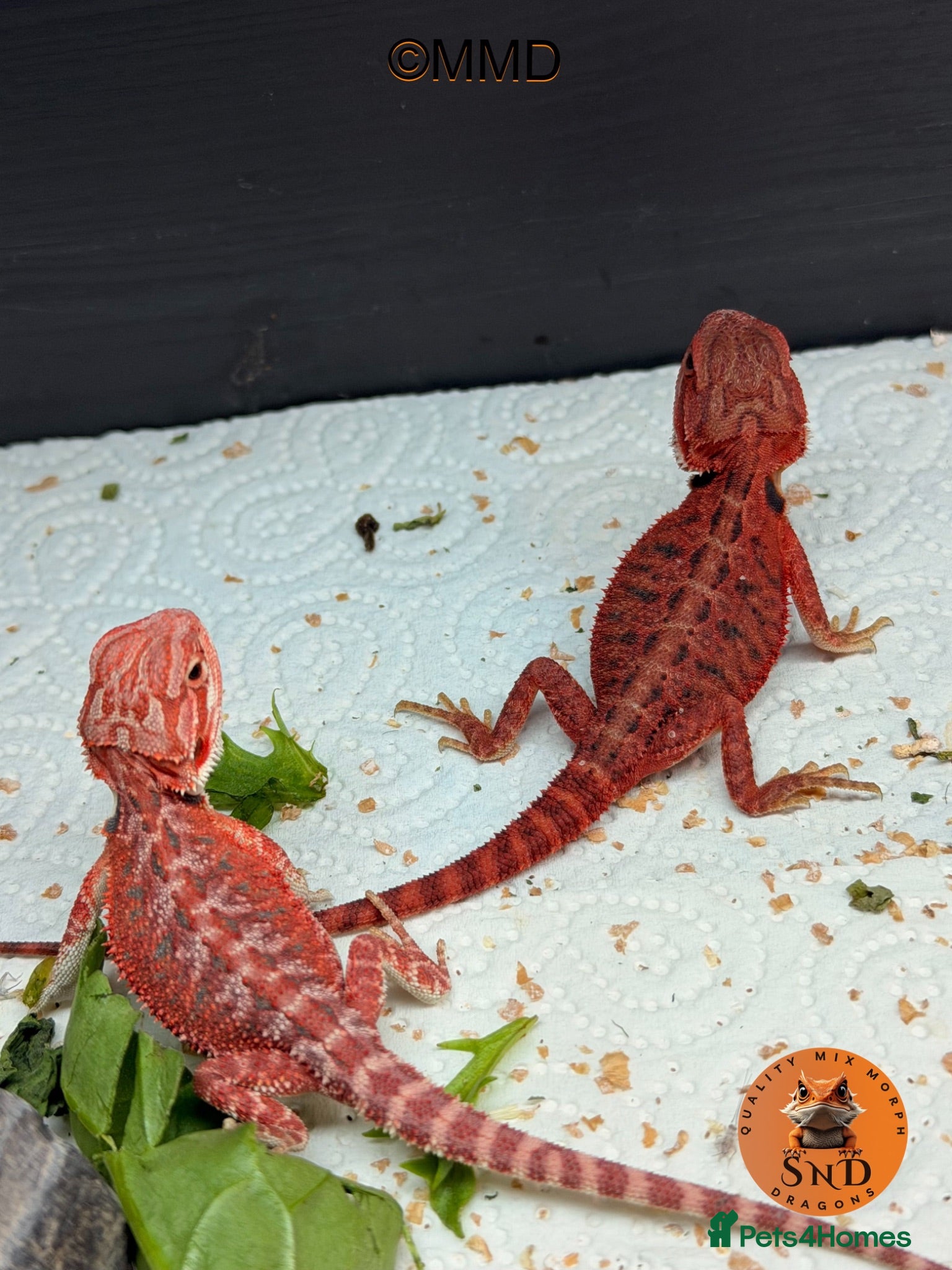 Bearded Dragon reptiles Stunning baby bearded dragons ready to go!  - Advert 2