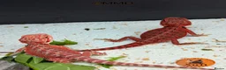 Bearded Dragon reptiles for sale: Stunning baby bearded dragons ready to go!  - Advert 2