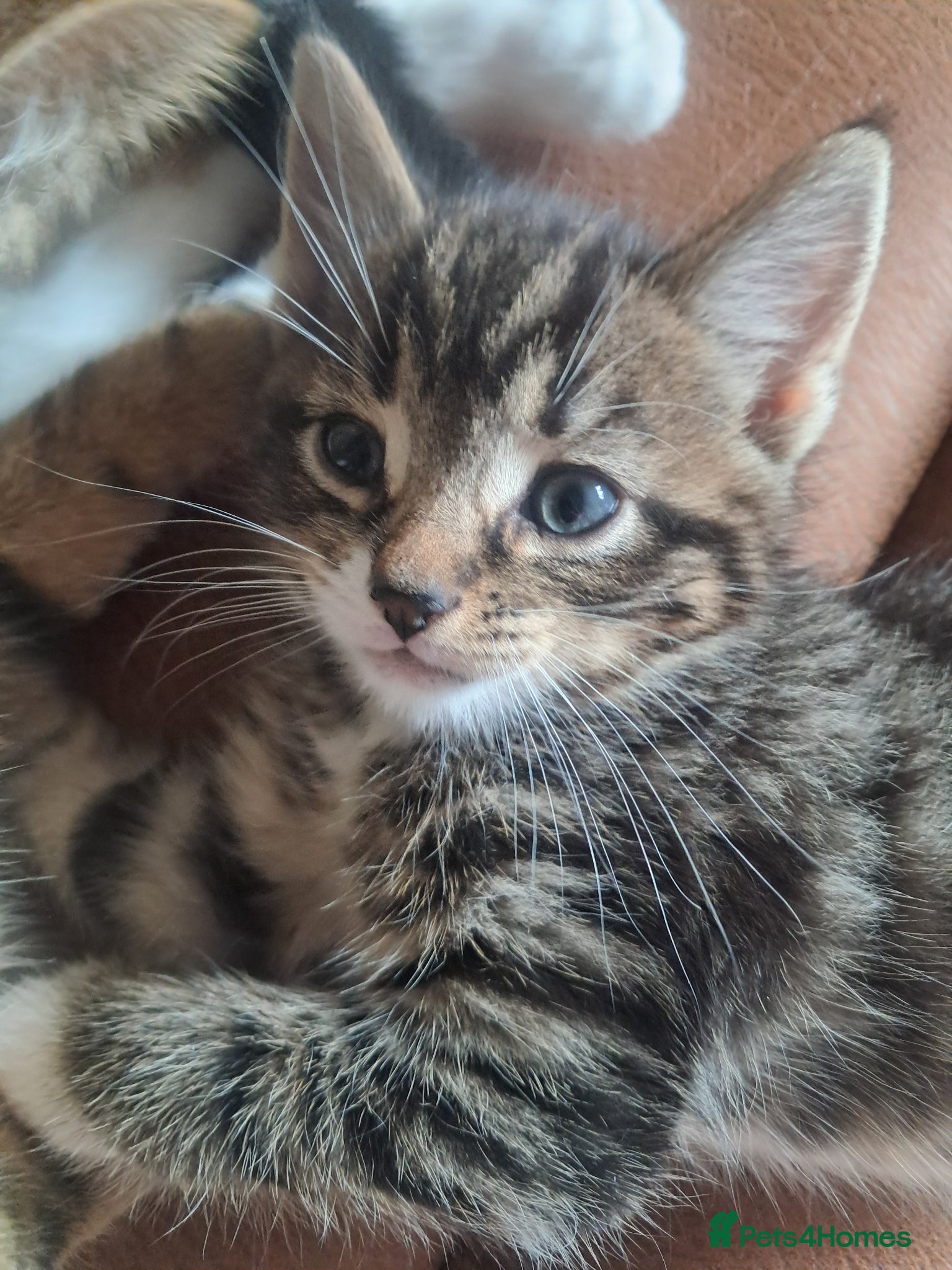 Mixed Breed cats 2 Beautiful kittens 😸 available  - Advert 1