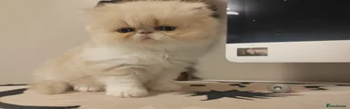 Persian 3