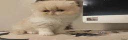 Persian cats for sale: Exotic Persian Kittens  - Advert 11