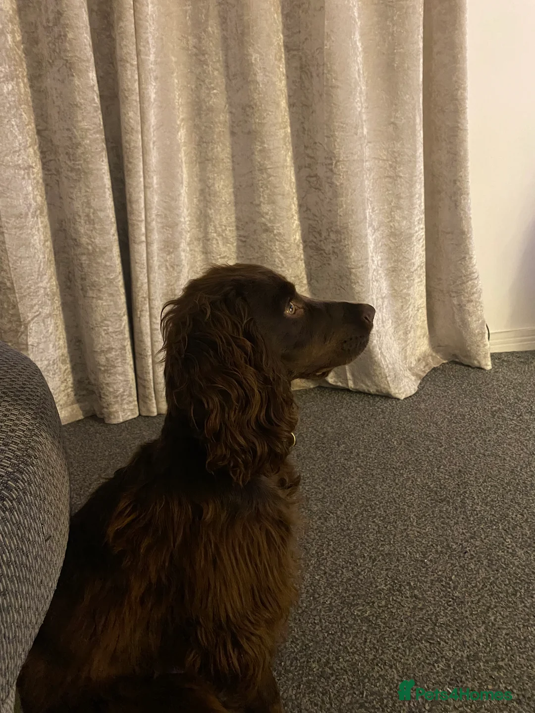 Cocker Spaniel dogs for sale: DEXTER  - Advert 3