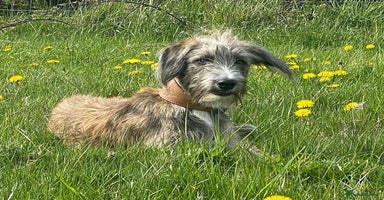 Lurcher dogs - Advert 3