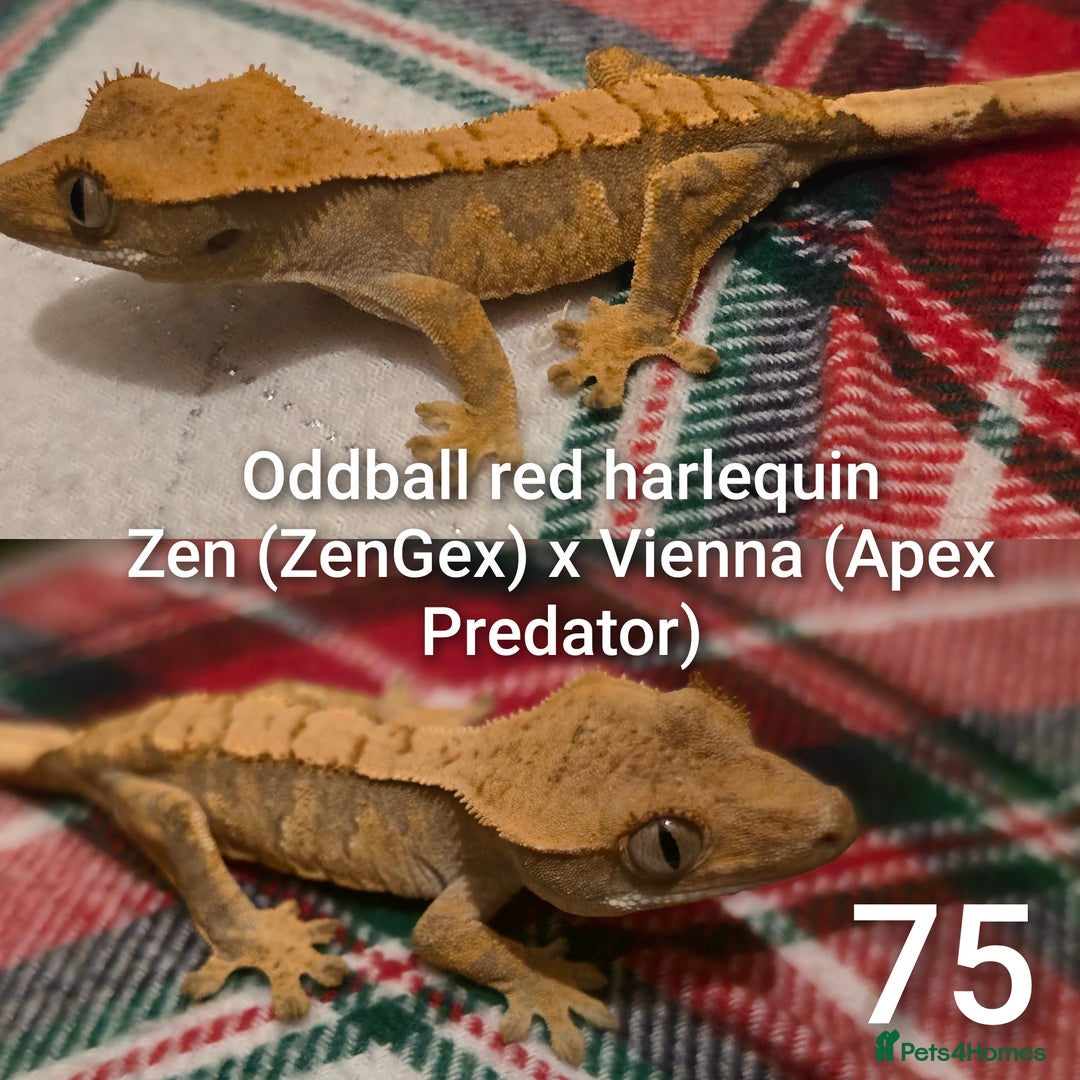 Gecko reptiles for sale: Juvenile Crested geckos  - Advert 3