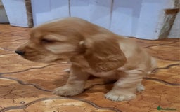 Cocker Spaniel dogs for sale: Golden cocker spaniel  - Image 8
