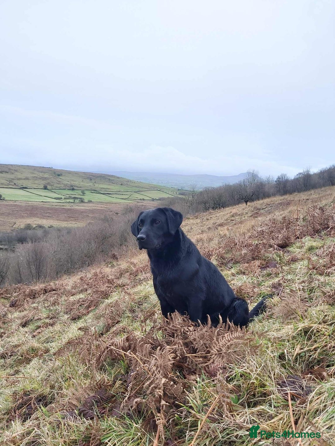 Cockerdor dogs for sale: One gorgeous sprockerdor girl from working parents - Advert 6