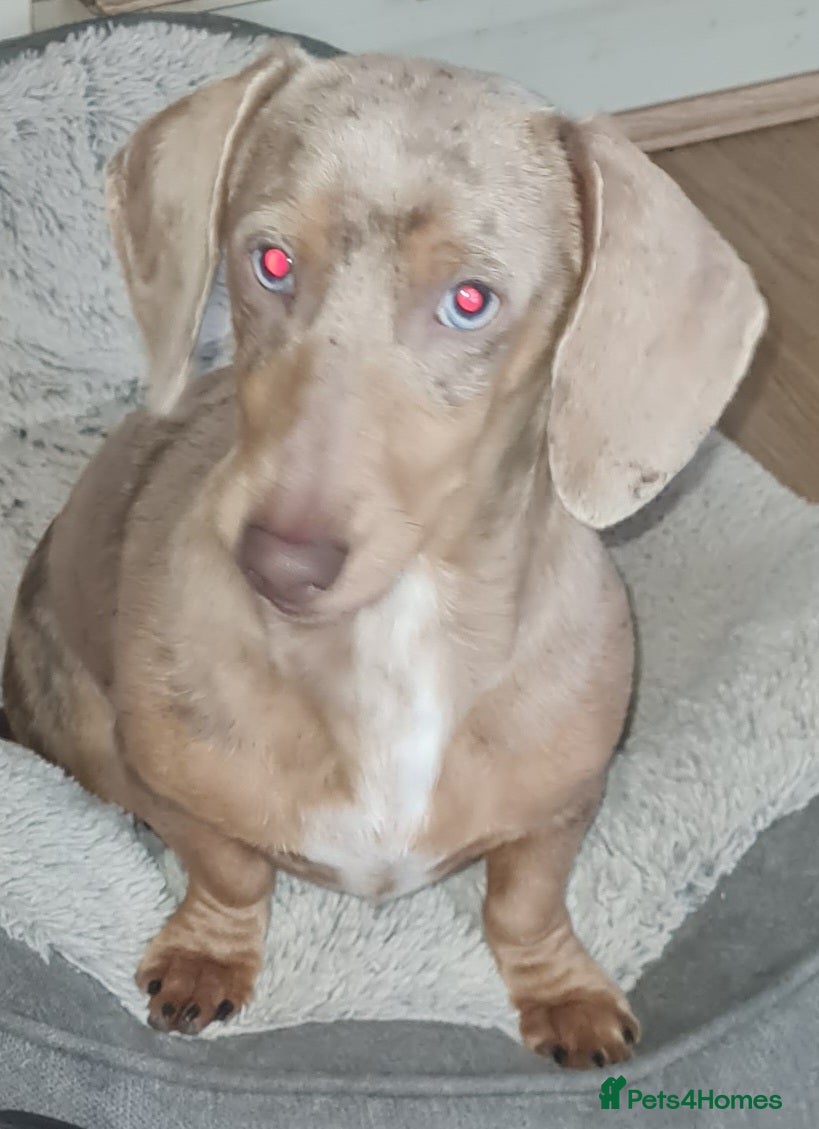 Miniature Dachshund dogs KC Dash PRA clear STUD DNA in pictures  - Advert 20