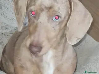 Miniature Dachshund dogs KC Dash PRA clear STUD DNA in pictures - Advert 20