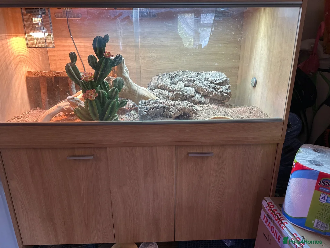 Bearded Dragon reptiles for sale: Bearded Dragon with full vivarium setup in Hitchin - Advert 4