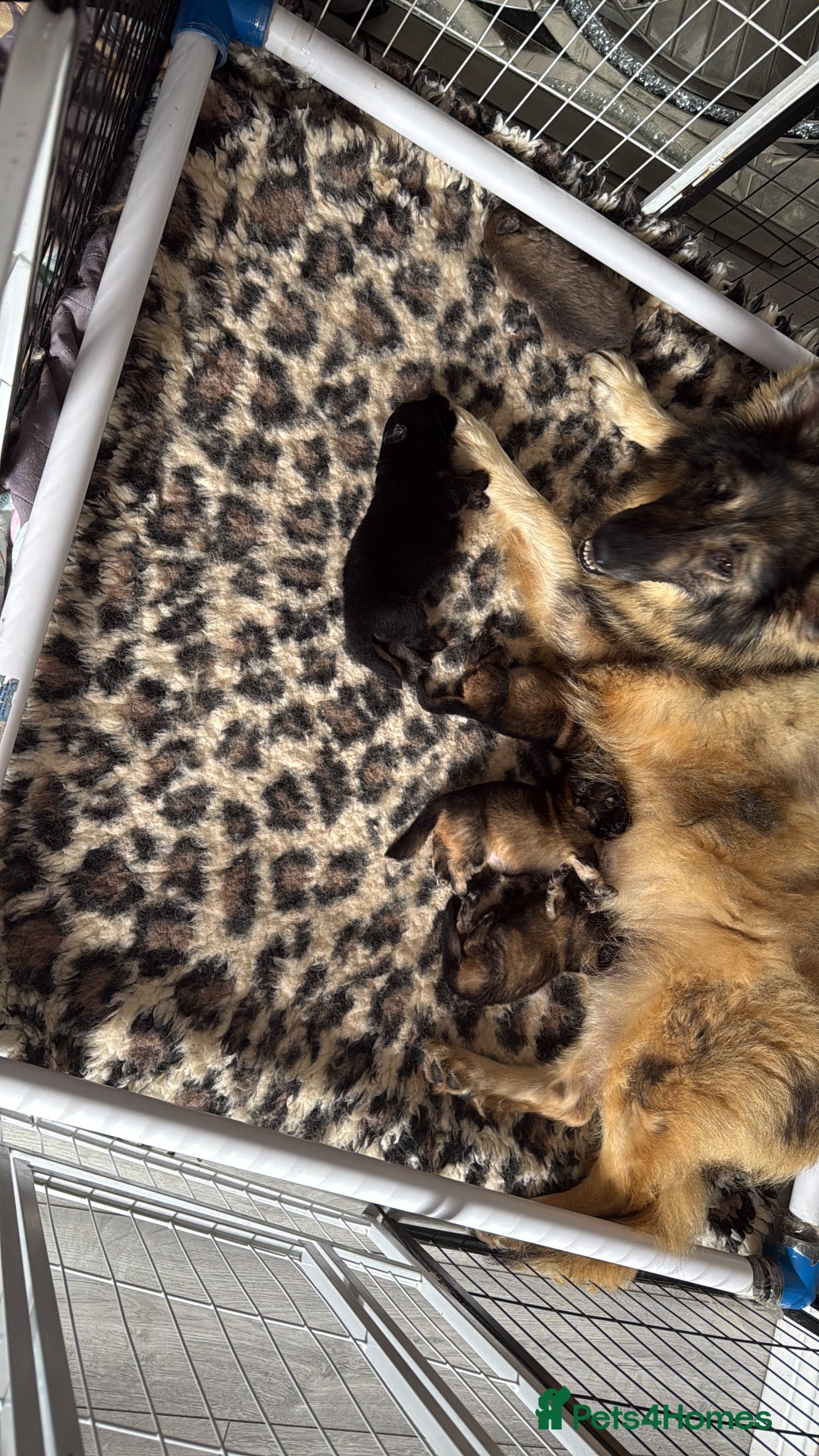 German Shepherd dogs for sale: 5 health tested kc reg German shepherd pups - Image 14