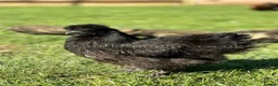 Chickens poultry for sale: Silkies for sale  - Advert 3