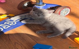 British Shorthair cats for sale: 🌟 Adorable British Shorthair Kittens – Ready! 🌟 - Image 8
