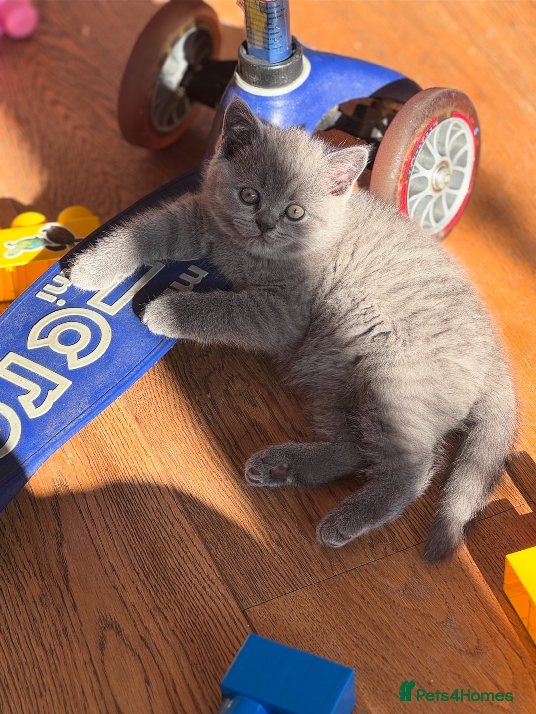 British Shorthair cats for sale: 🌟 Adorable British Shorthair Kittens – Ready! 🌟 - Image 8