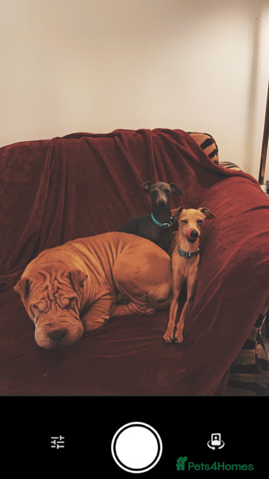 Italian Greyhound dogs for stud: Tiny stud with HUGE personality - Advert 14