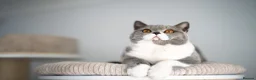 British Shorthair cats for sale: GCCF Pedigreed Amazing Kittens - Advert 11