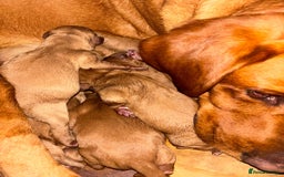Labradoodle dogs for sale: Miniature Labradoodle puppies - Image 5