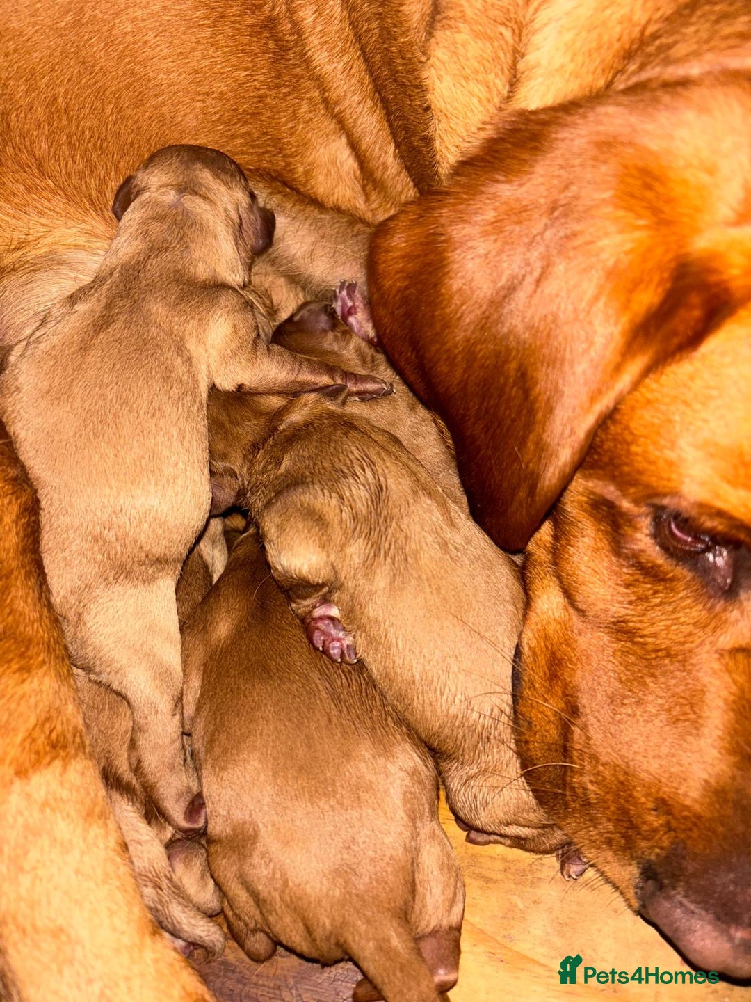 Labradoodle dogs for sale: Miniature Labradoodle puppies - Image 5