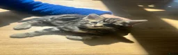 Mixed Breed cats for sale: Chilli and Rambo - Advert 7