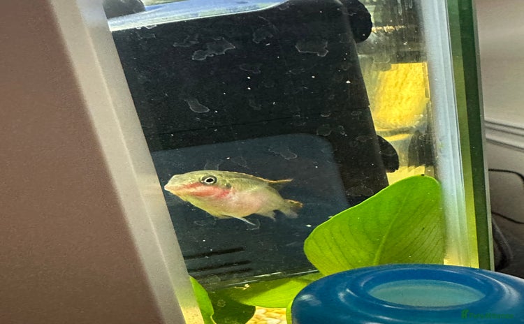 Other/Mixed Breed fish - Advert 2