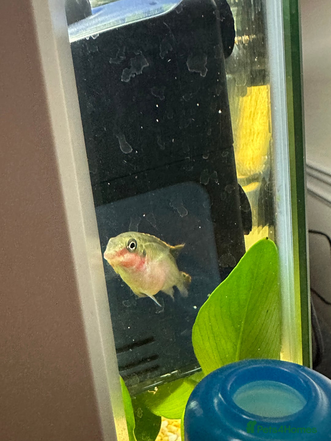 Other/Mixed Breed fish for sale: Red Kribensis - Image 1
