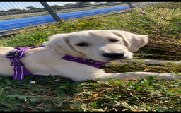 Golden Retriever dogs for sale: 15 month old Golden Retriever, Male, sweet, gentle - Image 5