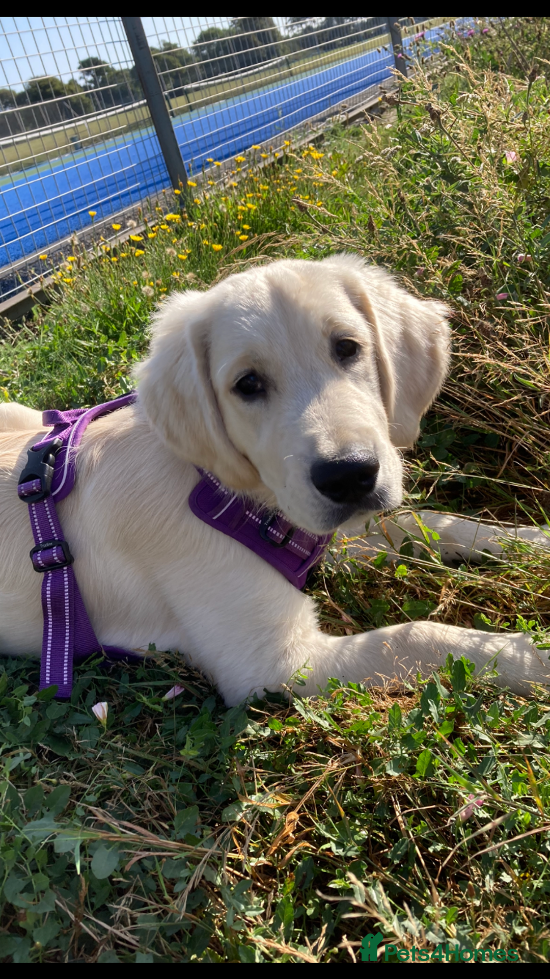 Golden Retriever dogs for sale: 15 month old Golden Retriever, Male, sweet, gentle - Image 5